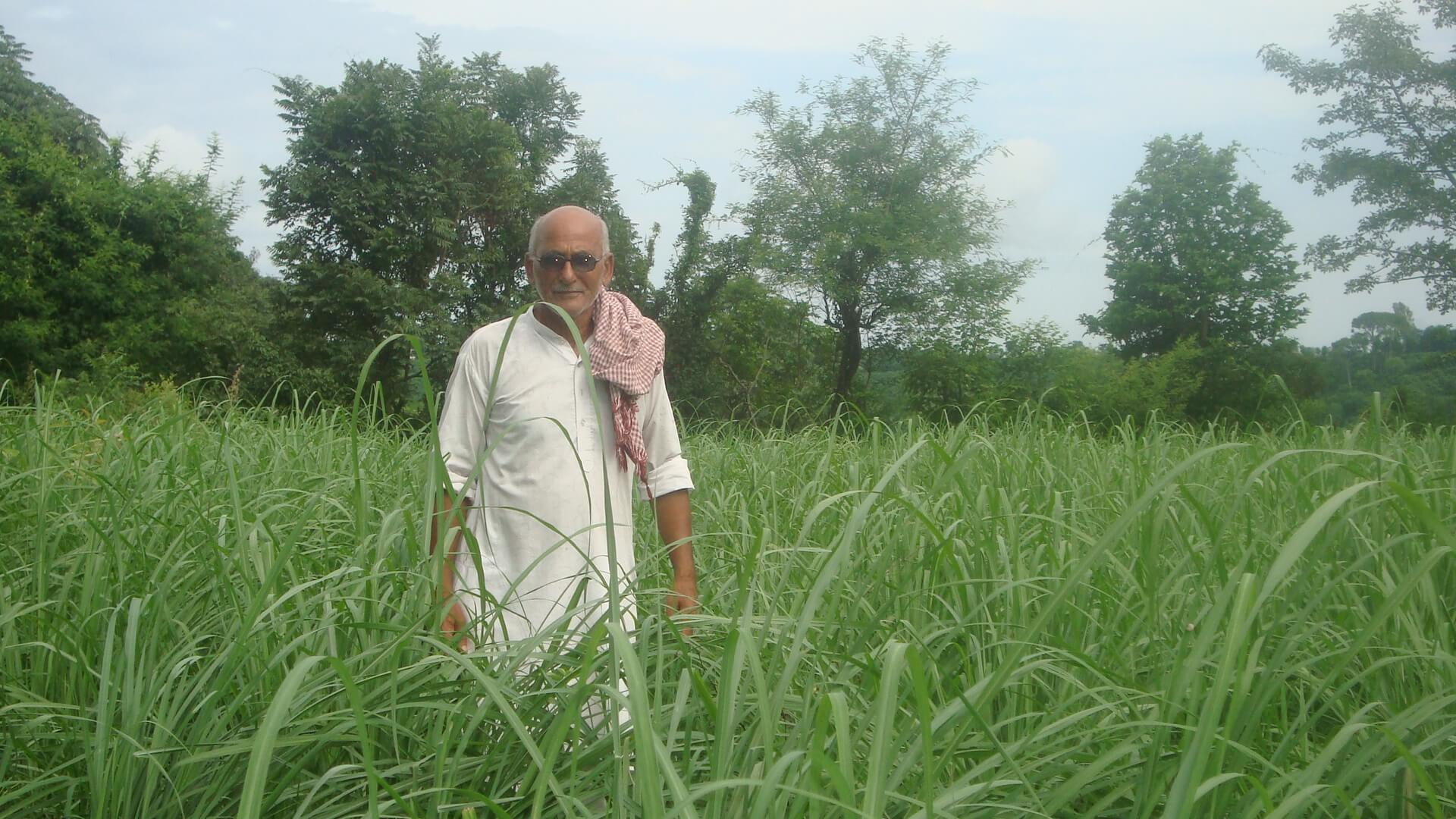 CULTIVATION & PROCESSING OF SELECTED AROMATIC CROPS