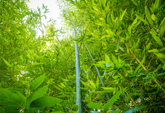 BAMBOO CULTIVATION